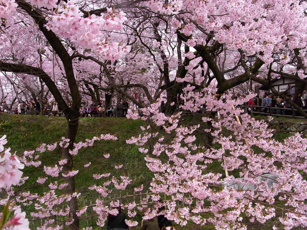 高遠城址公園の写真 ©江戸村のとくぞう(CC BY-SA 4.0)