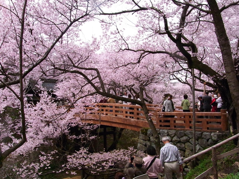 高遠城址公園の写真 ©江戸村のとくぞう(CC BY-SA 4.0)