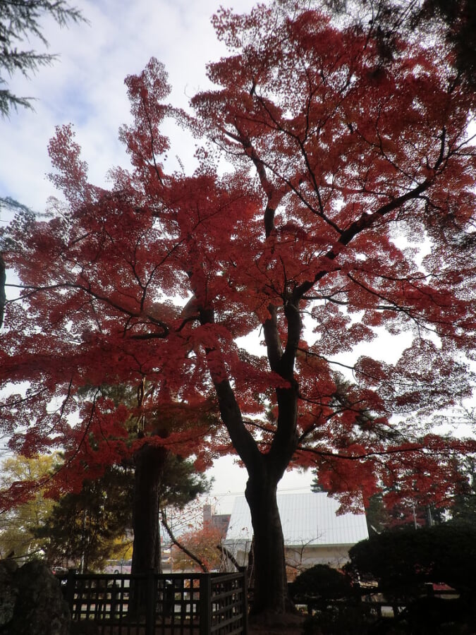 松が岬公園の写真 ©senngokujidai4434(CC BY 2.0)