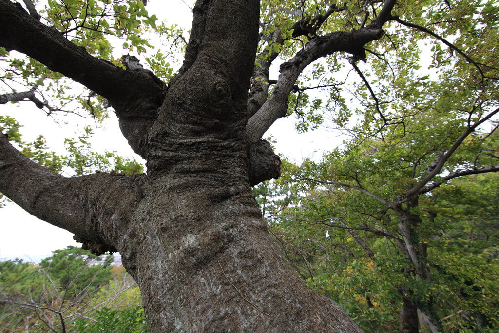 日和山公園の写真 ©TANAKA Juuyoh (田中十洋)(CC BY 2.0)