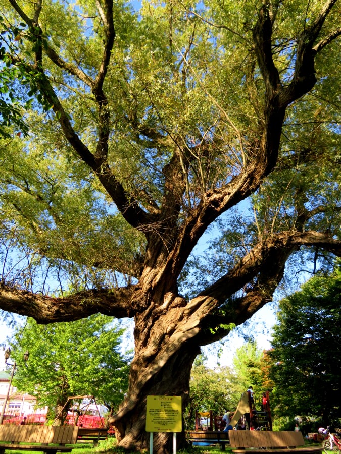 桂城公園の写真 ©Marho(CC BY-SA 4.0)