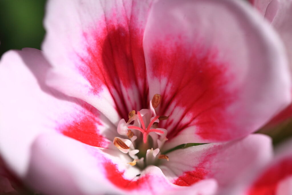 下賀茂熱帯植物園の写真 ©TANAKA Juuyoh (田中十洋)(CC BY 2.0)