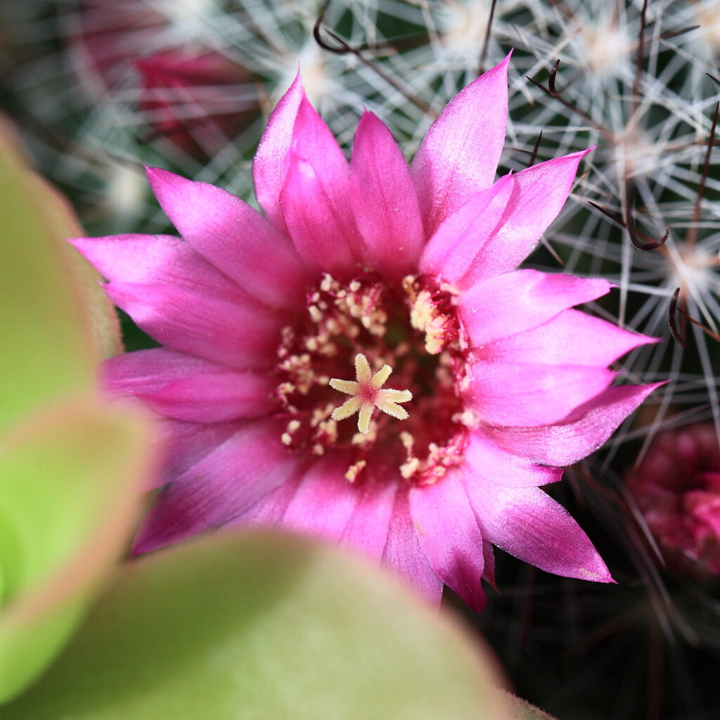 下賀茂熱帯植物園の写真 ©TANAKA Juuyoh (田中十洋)(CC BY 2.0)