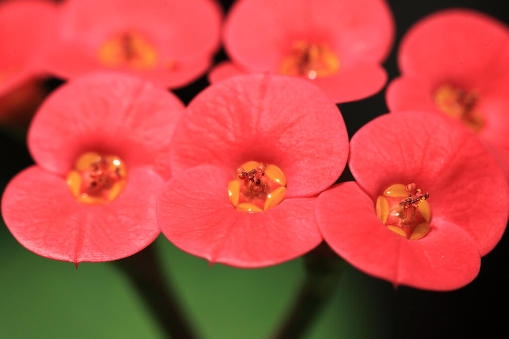 下賀茂熱帯植物園の写真 ©TANAKA Juuyoh (田中十洋)(CC BY 2.0)