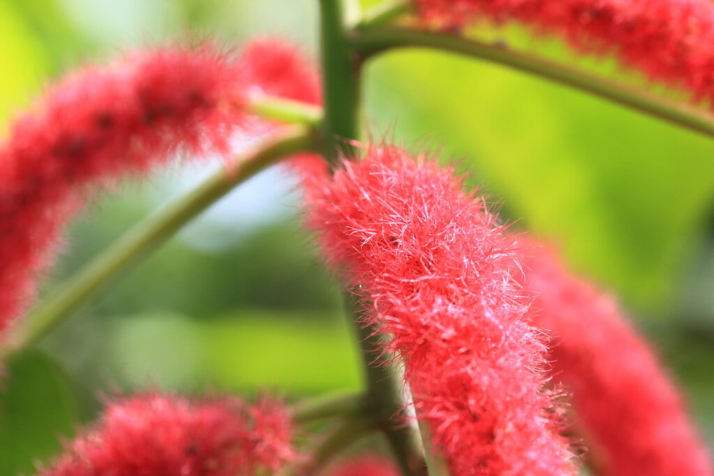 下賀茂熱帯植物園の写真 ©TANAKA Juuyoh (田中十洋)(CC BY 2.0)