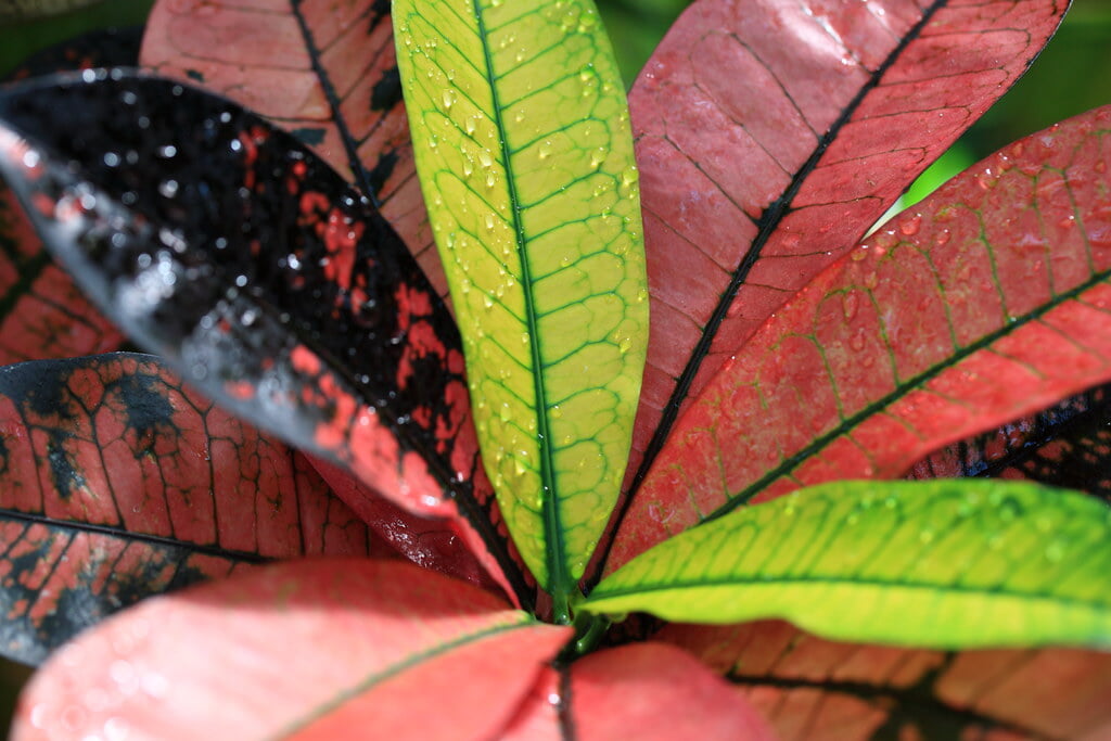 下賀茂熱帯植物園の写真 ©TANAKA Juuyoh (田中十洋)(CC BY 2.0)