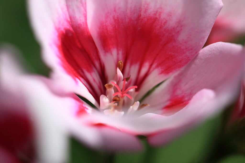 下賀茂熱帯植物園の写真 ©TANAKA Juuyoh (田中十洋)(CC BY 2.0)