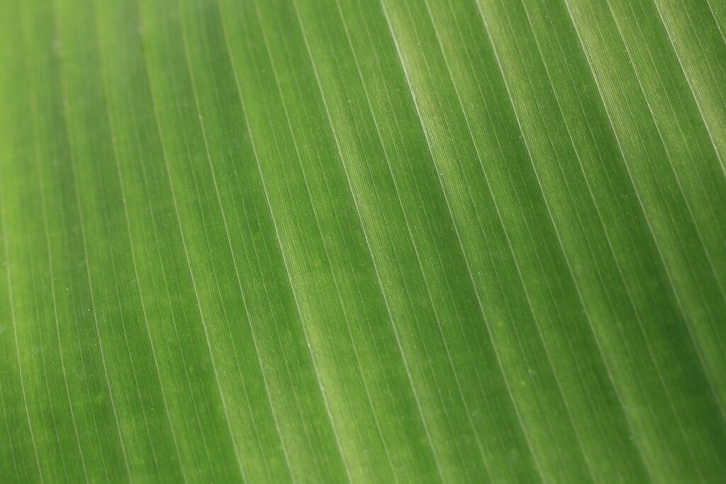 下賀茂熱帯植物園の写真 ©TANAKA Juuyoh (田中十洋)(CC BY 2.0)