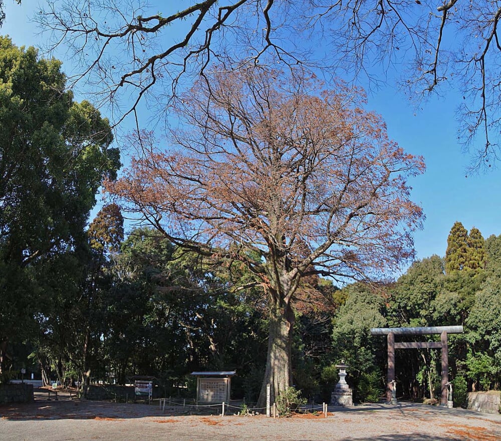 宮崎神宮の写真 ©z tanuki(CC BY 3.0)