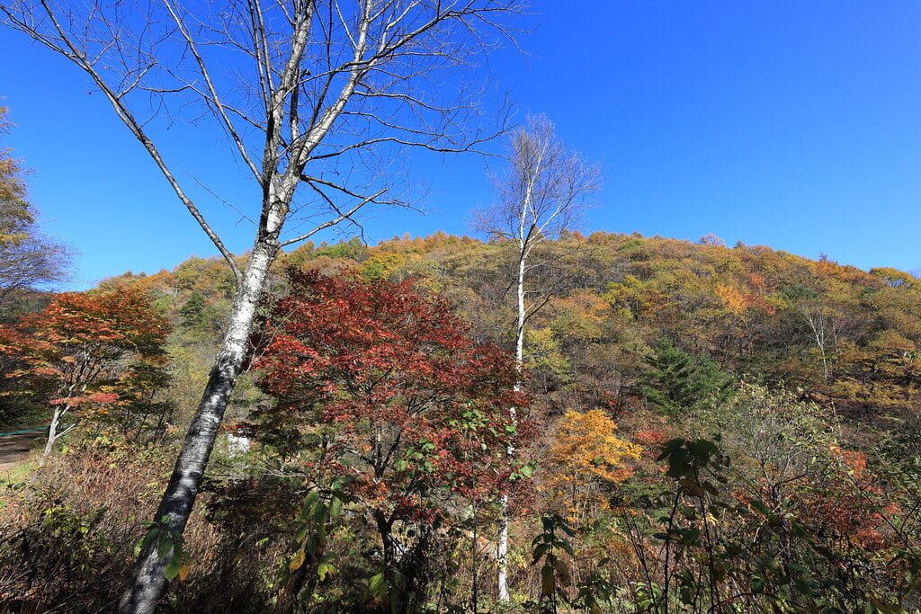 チャツボミゴケ公園の写真 ©TANAKA Juuyoh (田中十洋)(CC BY 2.0)