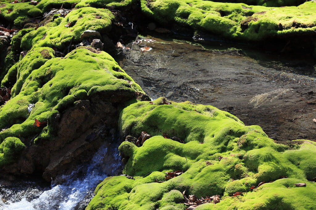 チャツボミゴケ公園の写真 ©TANAKA Juuyoh (田中十洋)(CC BY 2.0)