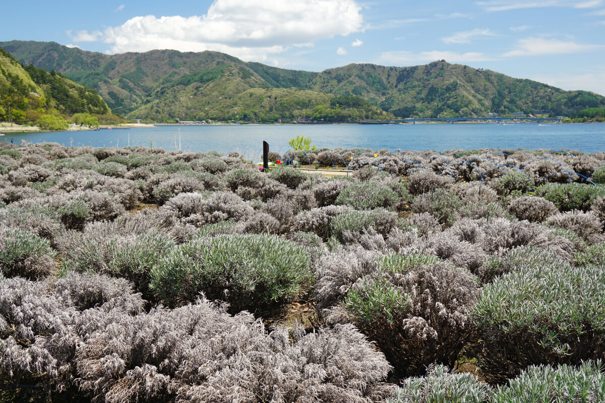 河口湖自然生活館の写真 ©663highland(CC BY-SA 4.0)