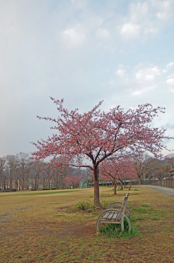 小田野中央公園の写真 