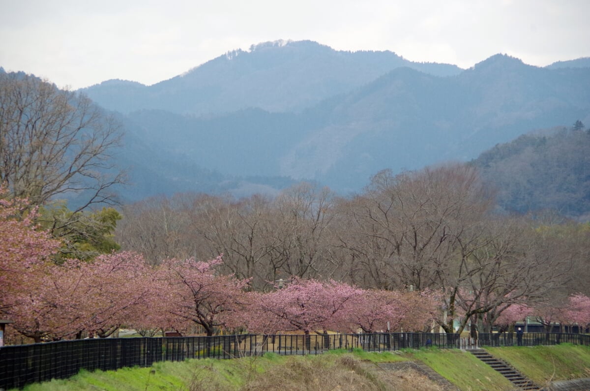 小田野中央公園の写真 