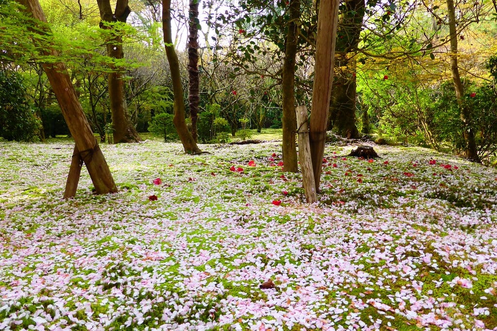 龍安寺の写真 ©Tetsuhiro Terada(CC BY 2.0)