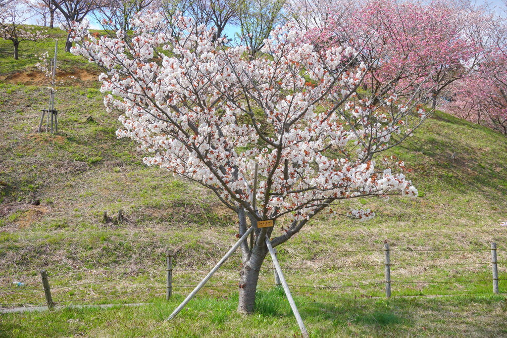 日本国花苑の写真 ©掬茶(CC BY-SA 4.0)