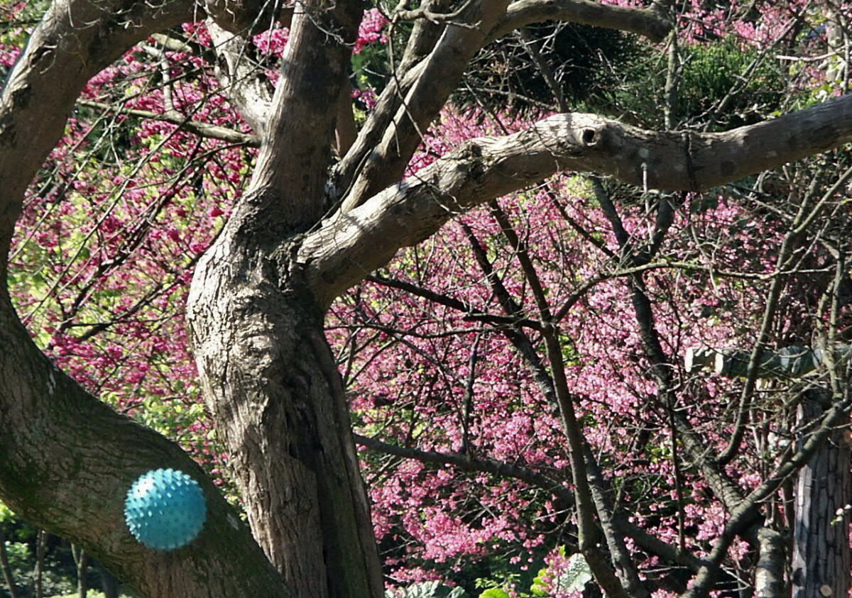 前山公園の写真 ©lienyuan lee(CC BY 3.0)