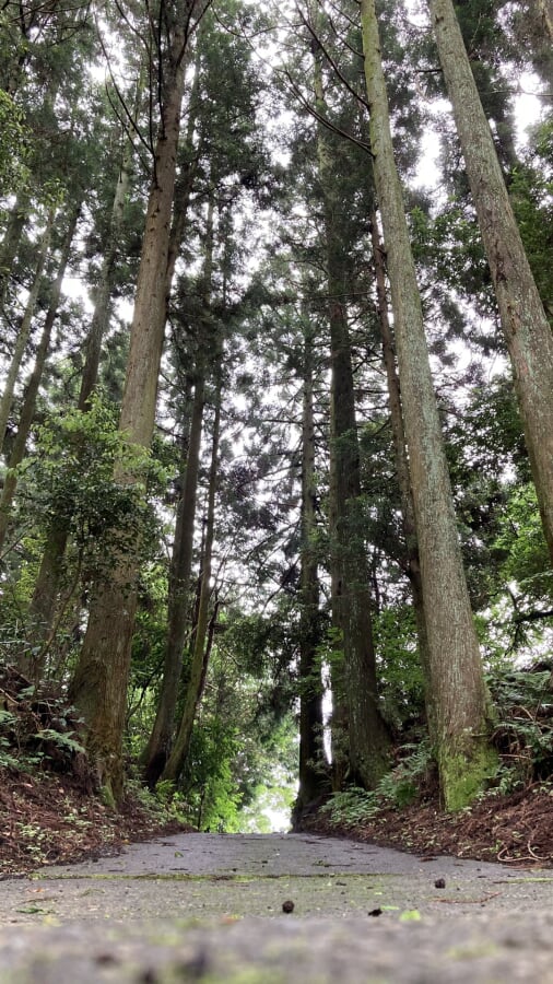 山中城跡公園の写真 