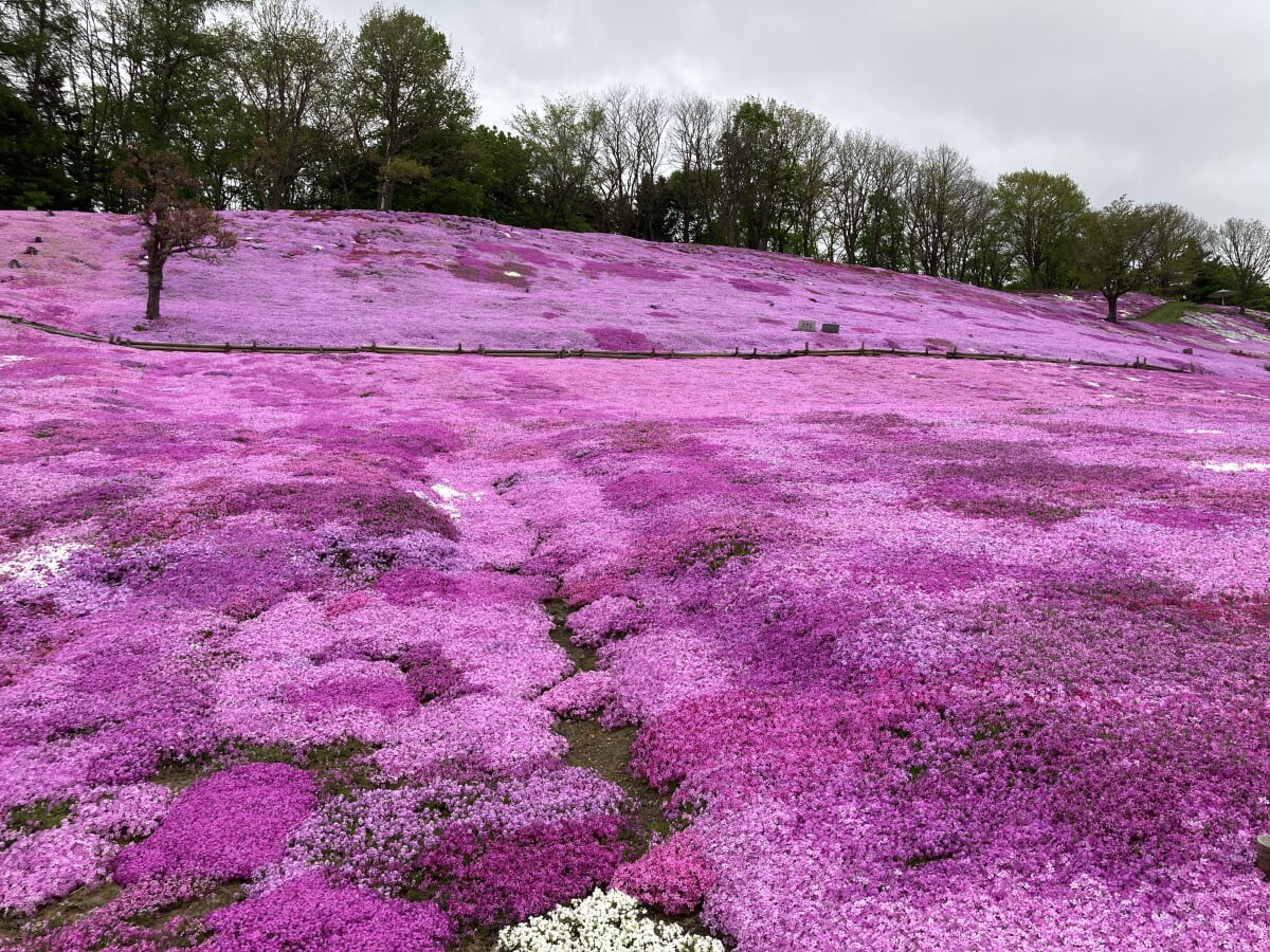 太陽の丘えんがる公園の写真 ©RJD(CC BY 3.0)