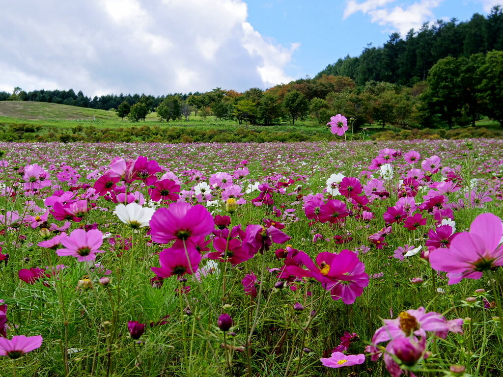 太陽の丘えんがる公園の写真 ©pika1935(CC BY 2.0)