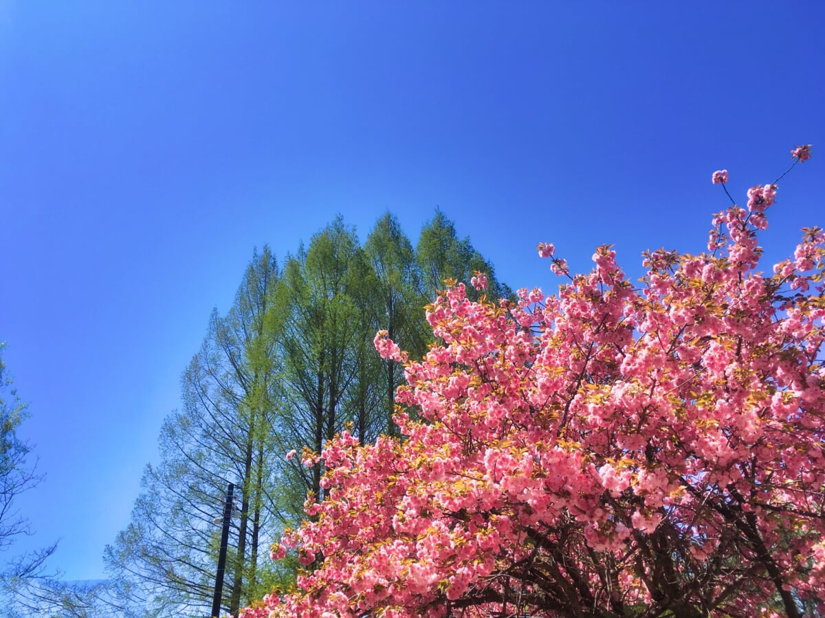 駒場公園の写真 