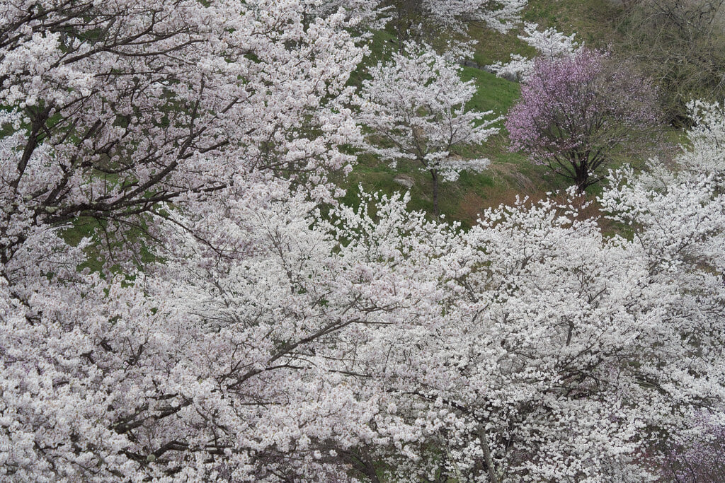 夢農場の写真 ©wakaba-shinshu(CC BY 2.0)