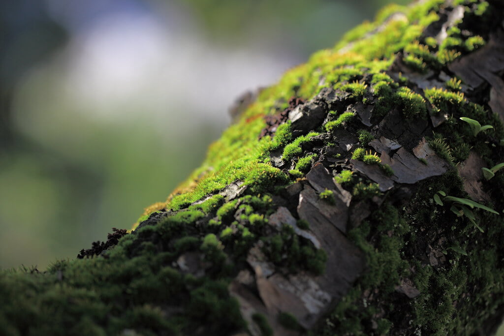 旧吉田家住宅歴史公園の写真 ©TANAKA Juuyoh (田中十洋)(CC BY 2.0)