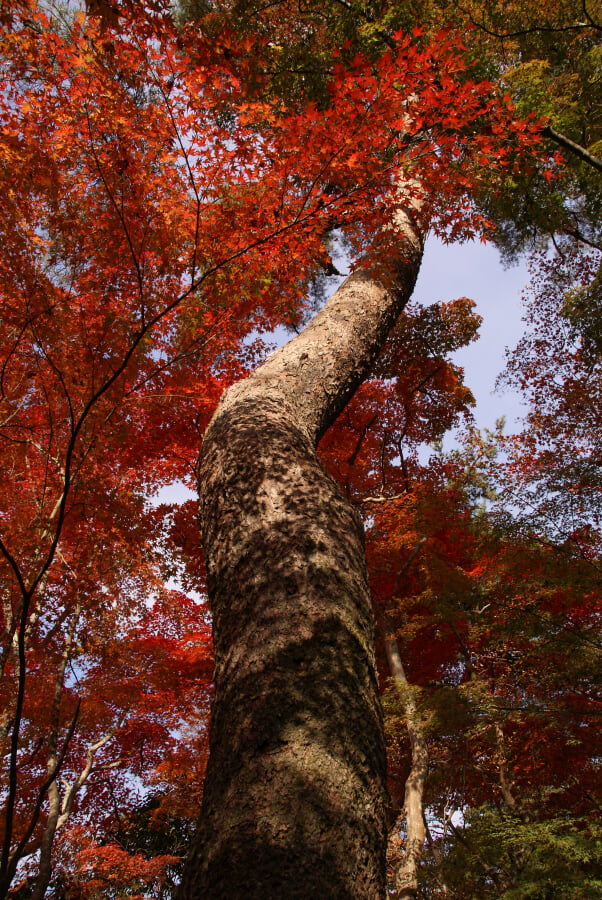 瑞宝寺公園の写真 ©663highland(CC BY-SA 3.0)