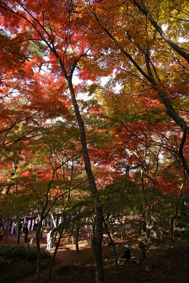 瑞宝寺公園の写真 ©663highland(CC BY-SA 3.0)