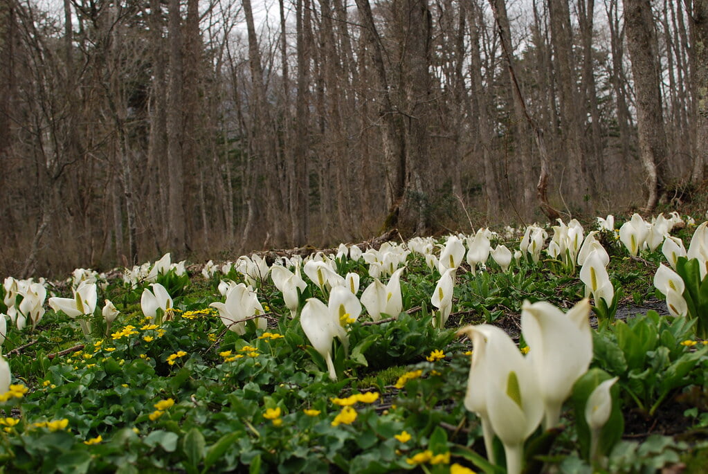 戸隠森林植物園の写真 ©dreamcat115(CC BY-SA 2.0)