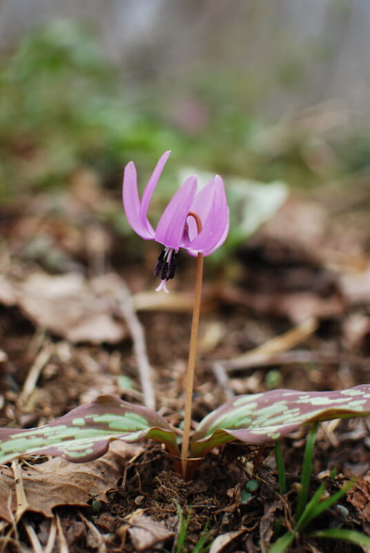 戸隠森林植物園の写真 ©dreamcat115(CC BY-SA 2.0)