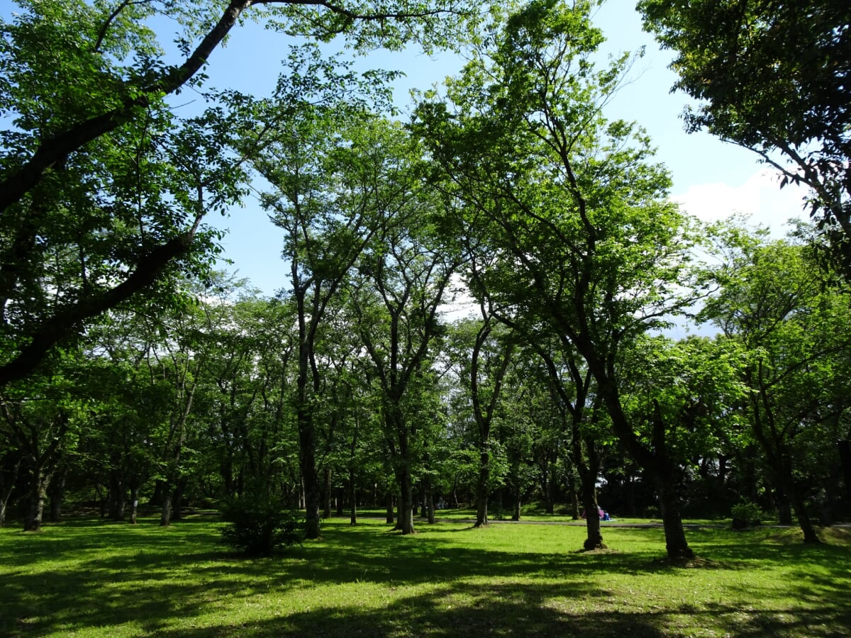 佐倉城址公園の写真 