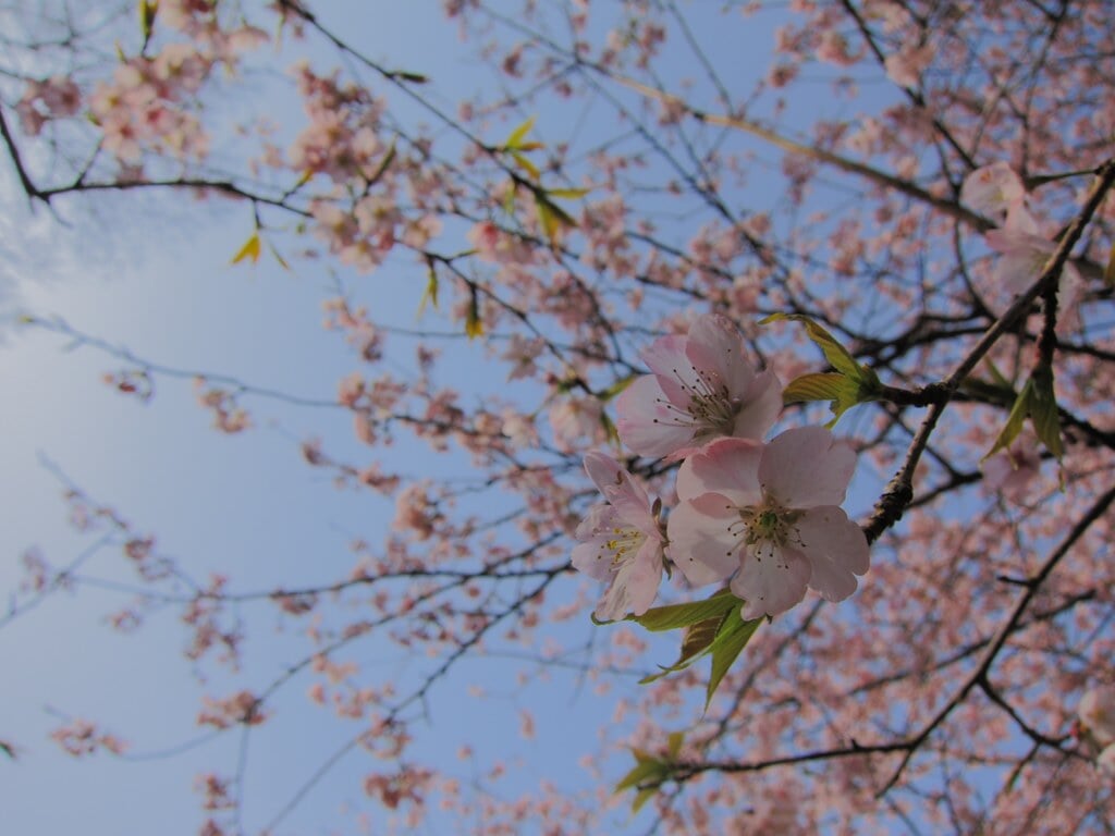 佐倉城址公園の写真 ©ototadana(CC BY 2.0)