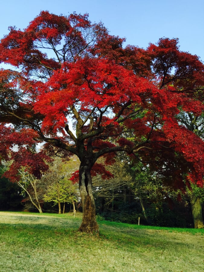 佐倉城址公園の写真 