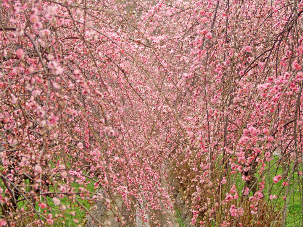 いなべ市農業公園の写真 ©T.Kiya(CC BY-SA 2.0)