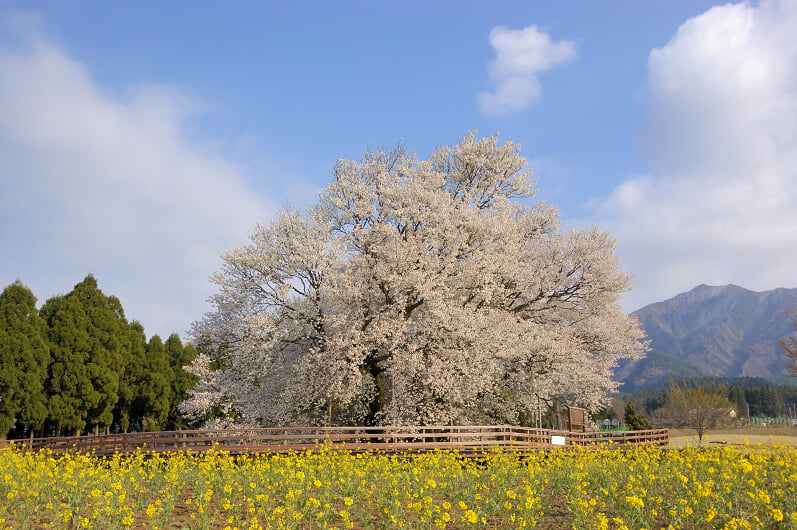 一心行の大桜の写真 ©ヒーリングルーム ひふみ(Copyrighted free use)