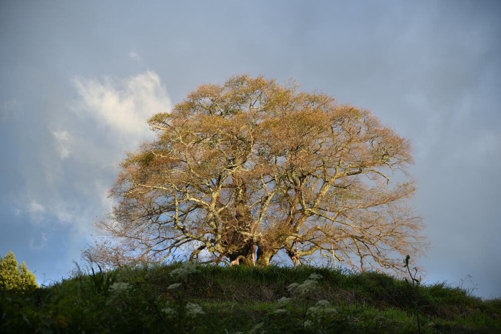 醍醐桜の写真 ©Osamiw(CC BY-SA 4.0)