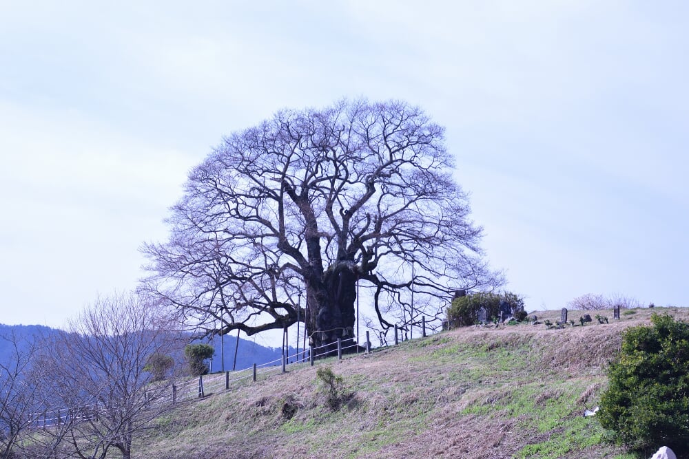 醍醐桜の写真 ©Osamiw(CC BY-SA 4.0)