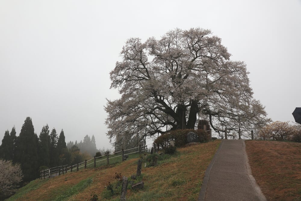 醍醐桜の写真 ©Osamiw(CC BY-SA 4.0)