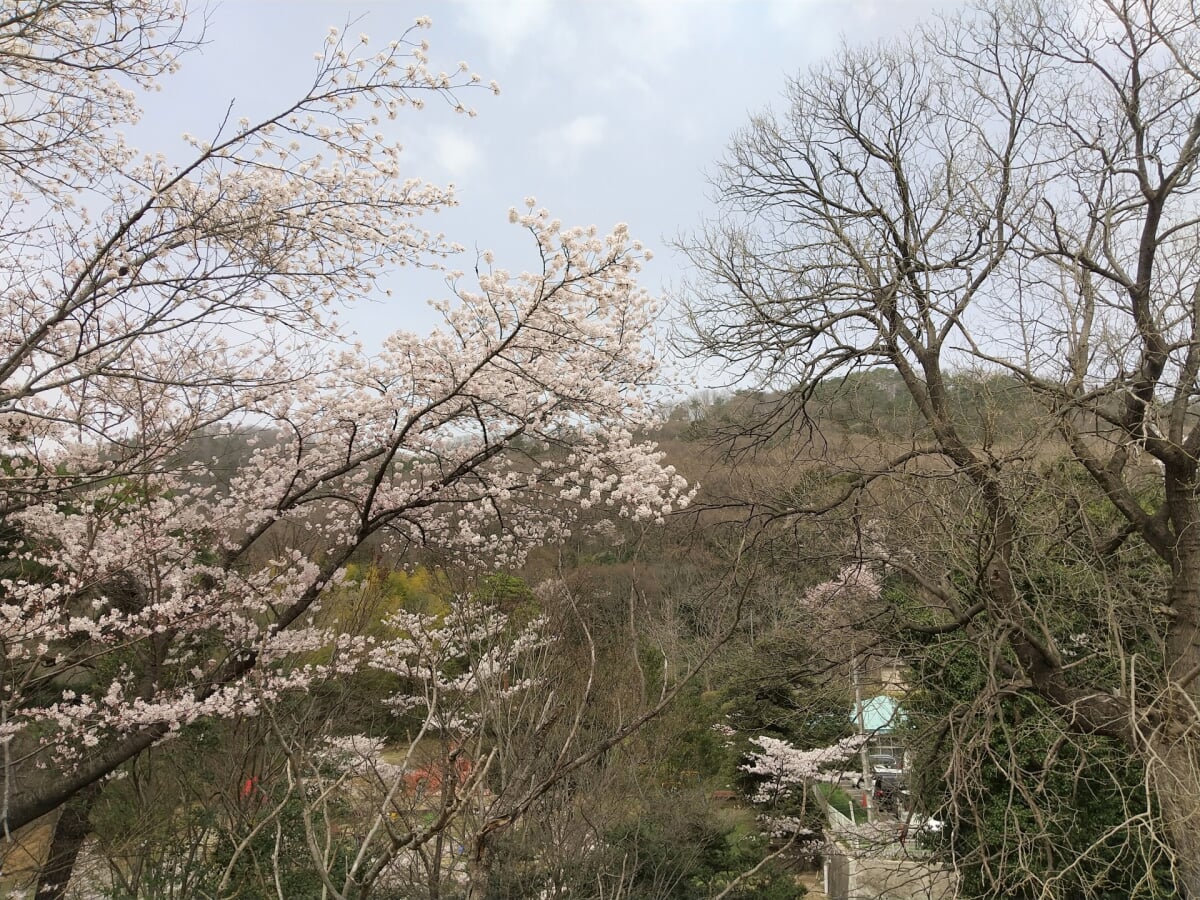 信夫山公園の写真 