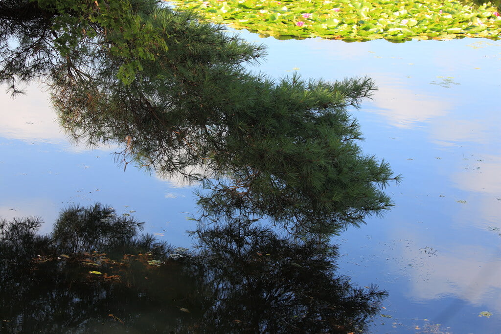 南湖公園の写真 ©TANAKA Juuyoh (田中十洋)(CC BY 2.0)