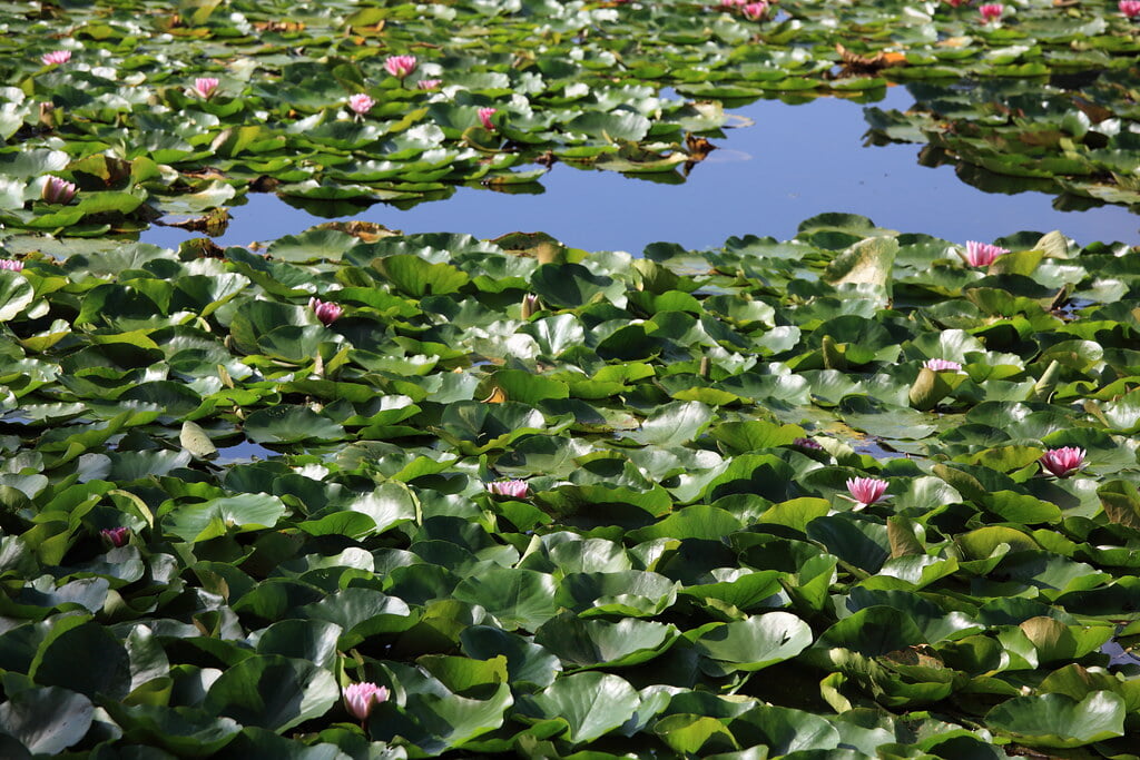 南湖公園の写真 ©TANAKA Juuyoh (田中十洋)(CC BY 2.0)