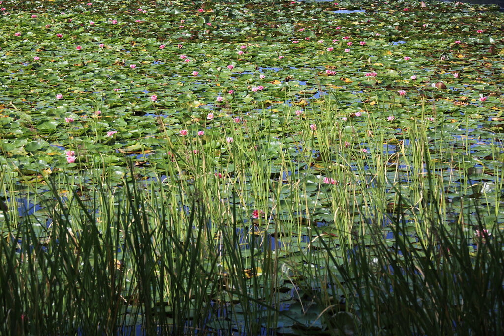 南湖公園の写真 ©TANAKA Juuyoh (田中十洋)(CC BY 2.0)