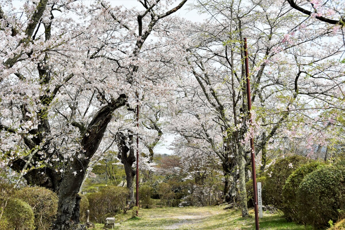 棚倉城跡(亀ヶ城公園)の写真 