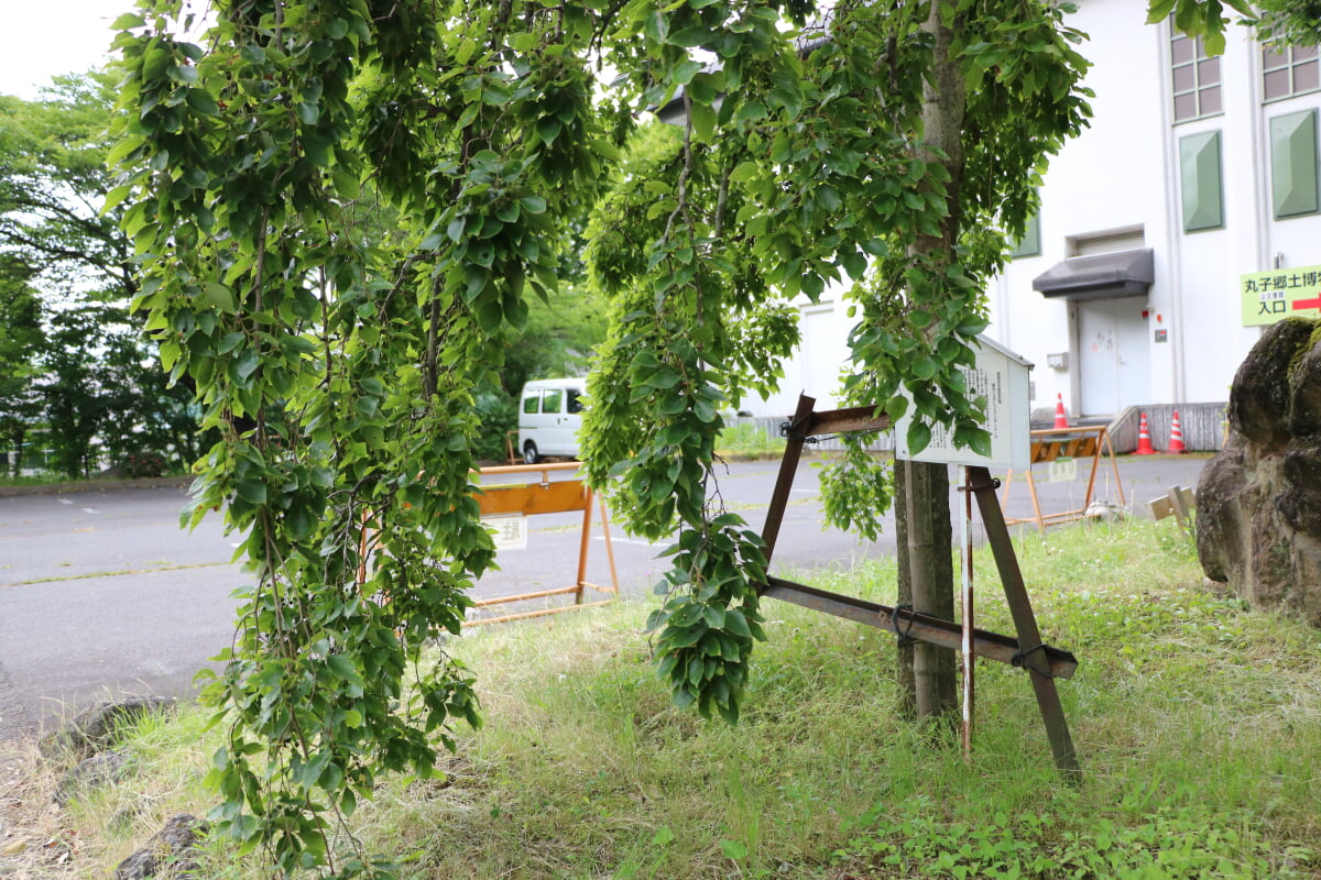 丸子郷土博物館の写真 ©さかおり(CC BY-SA 4.0)