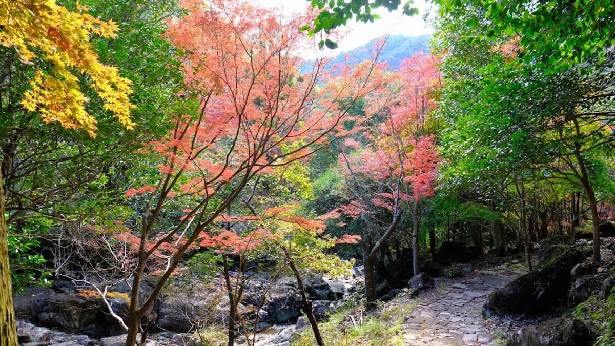 竹谷山渓谷の写真 