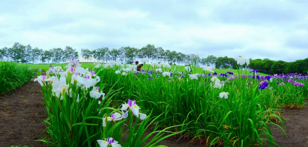 八紘学園 花菖蒲園の写真 ©t-konno(CC BY-SA 3.0)