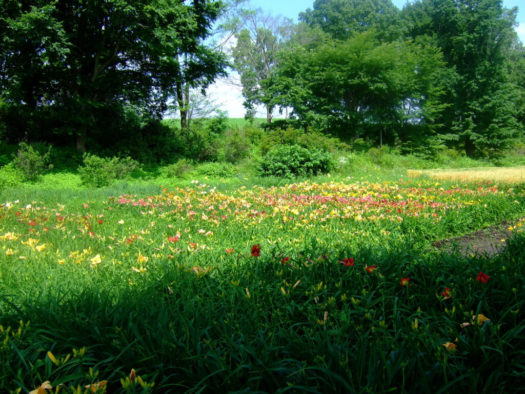 八紘学園 花菖蒲園の写真 ©t-konno(CC BY-SA 3.0)