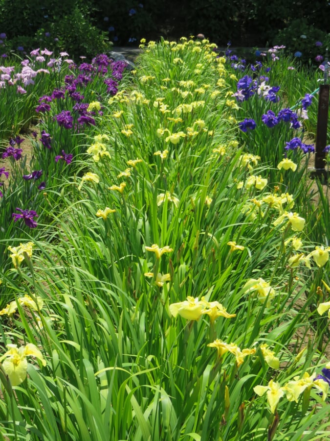 北潟湖畔花菖蒲園の写真 