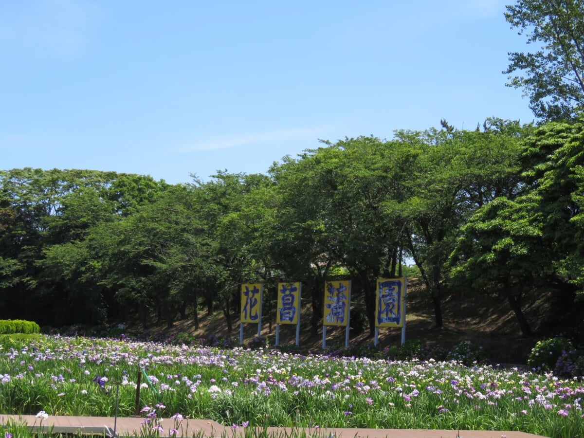 北潟湖畔花菖蒲園の写真 